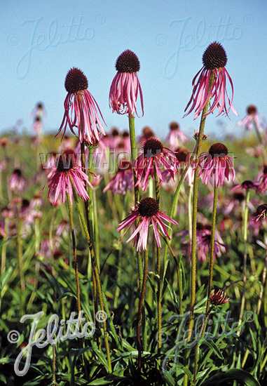 Echinacea pallida