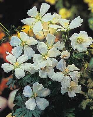 Geranium sanguineum ´Album´