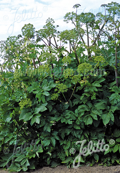 Angelica archangelica