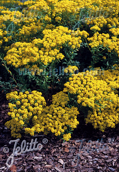 Alyssum argenteum