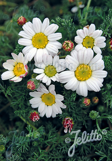 Anacyclus pyrethrum var. depressus f. compactum ´Silberkissen´