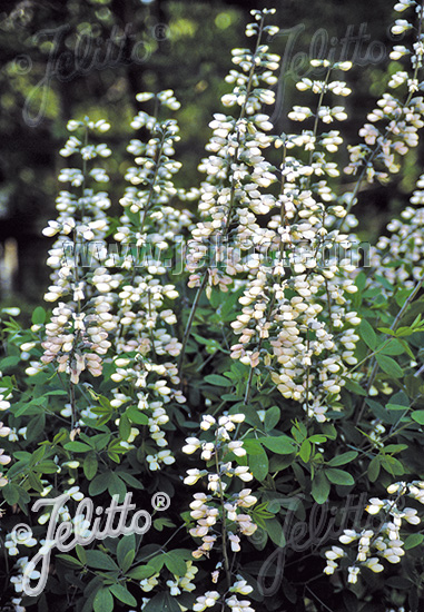 Baptisia australis ´Alba´
