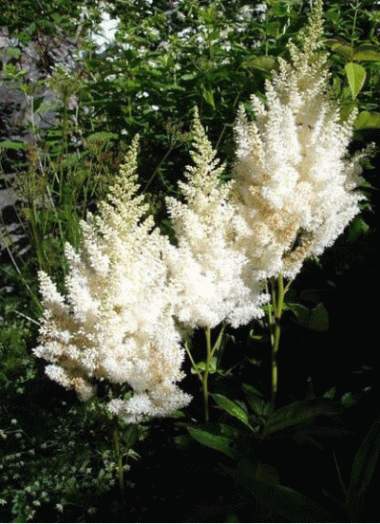 Astilbe (A) ´Weisse Gloria´