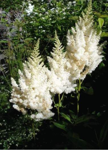 Astilbe arendsii ´Weisse Gloria´