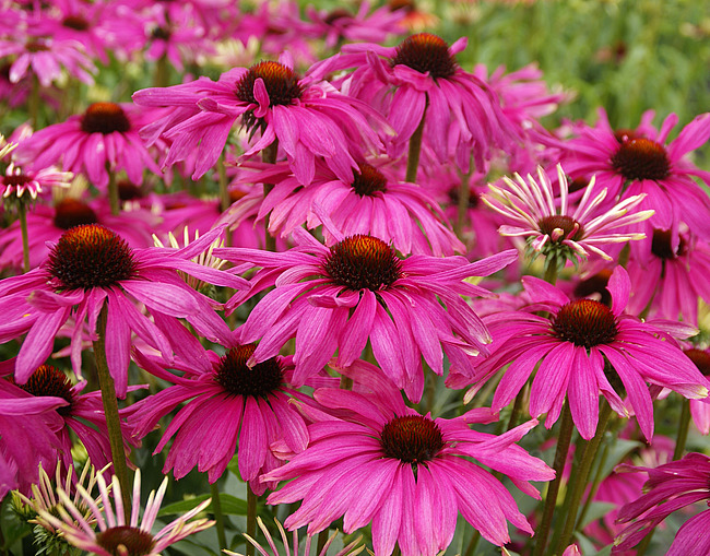 Echinacea purpurea ´Purple Emperor´