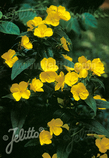 Oenothera tetragona