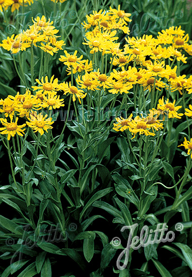 Helenium hoopesii