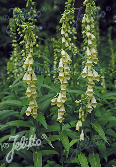 Digitalis lutea