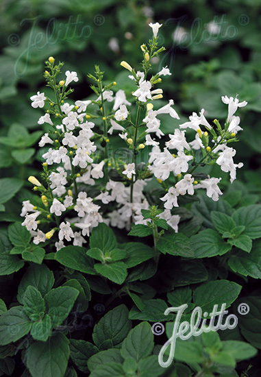 Calamintha nepeta ´Marvelette White´