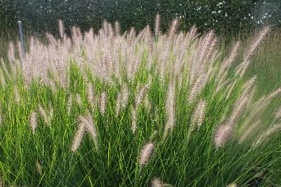 Pennisetum alopecuroides ´Reborn´