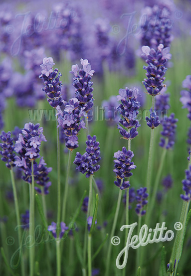 Lavandula angustifolia ´Vintro Compact Iris´