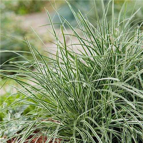 Carex oshimensis ´Everest´