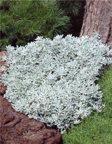 Antennaria dioica ´Alba´