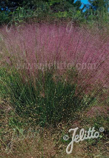 Muhlenbergia capillaris