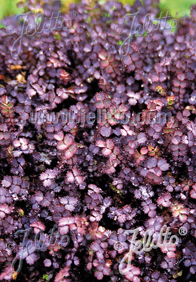 Acaena inermis ´Purpurea´