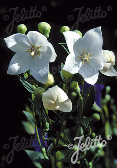 Platycodon grandiflorus ´Fuji White´