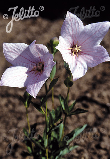 Platycodon grandiflorus ´Fuji Pink´