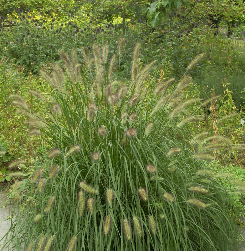 Pennisetum alopecuroides ´Peppa Pig´