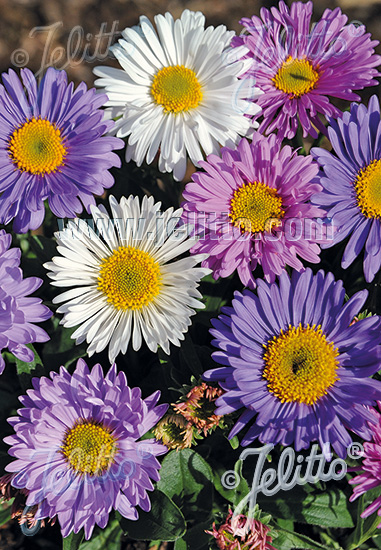 Aster alpinus ´Formula Mix´