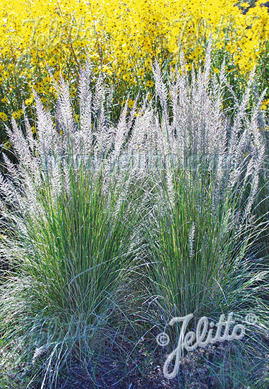 Muhlenbergia lindheimeri