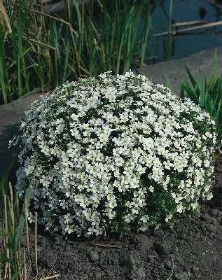 Arenaria montana ´Blizzard Compact´