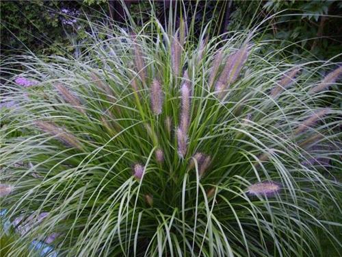 Pennisetum japonicum