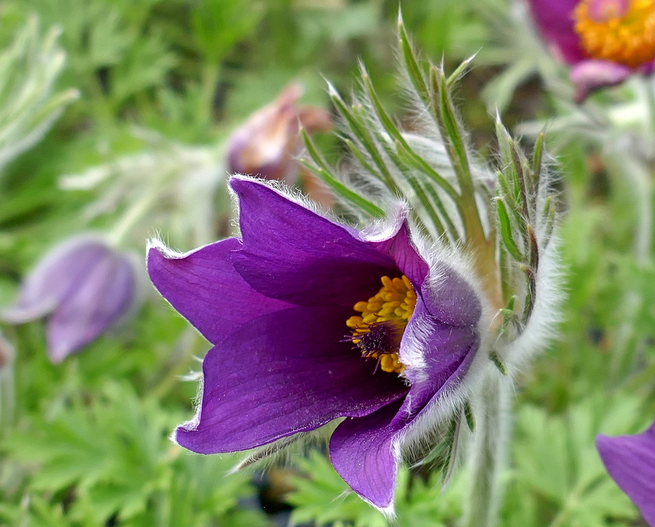 Pulsatilla vulgaris ´Pinwheel Blue-Violet Shades´