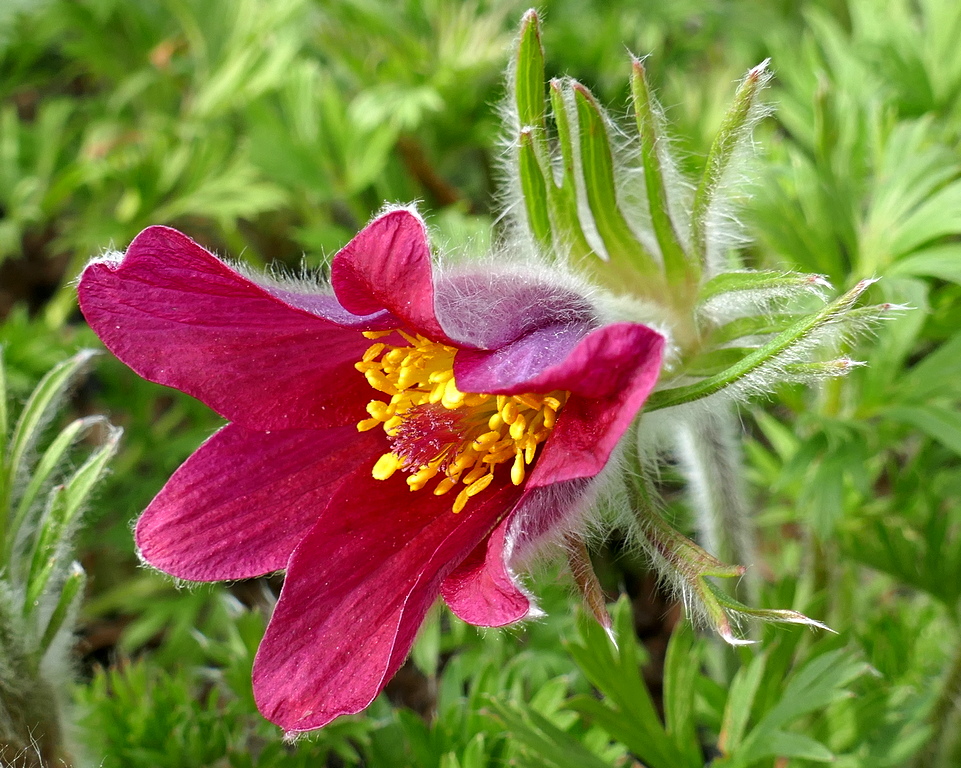 Pulsatilla vulgaris ´Pinwheel Dark Red´