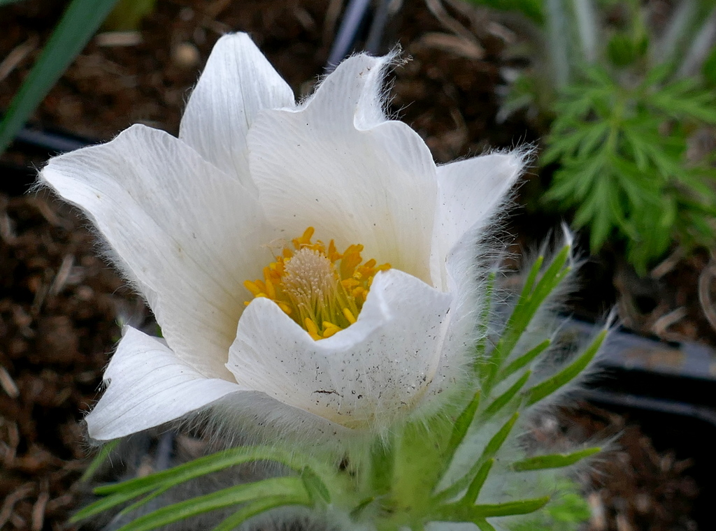 Pulsatilla vulgaris ´Pinkwheel White´