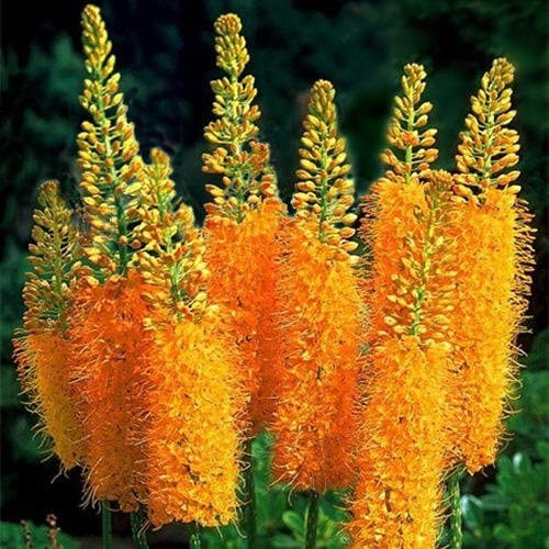 Eremurus x isabellinus ´Pinokkio´