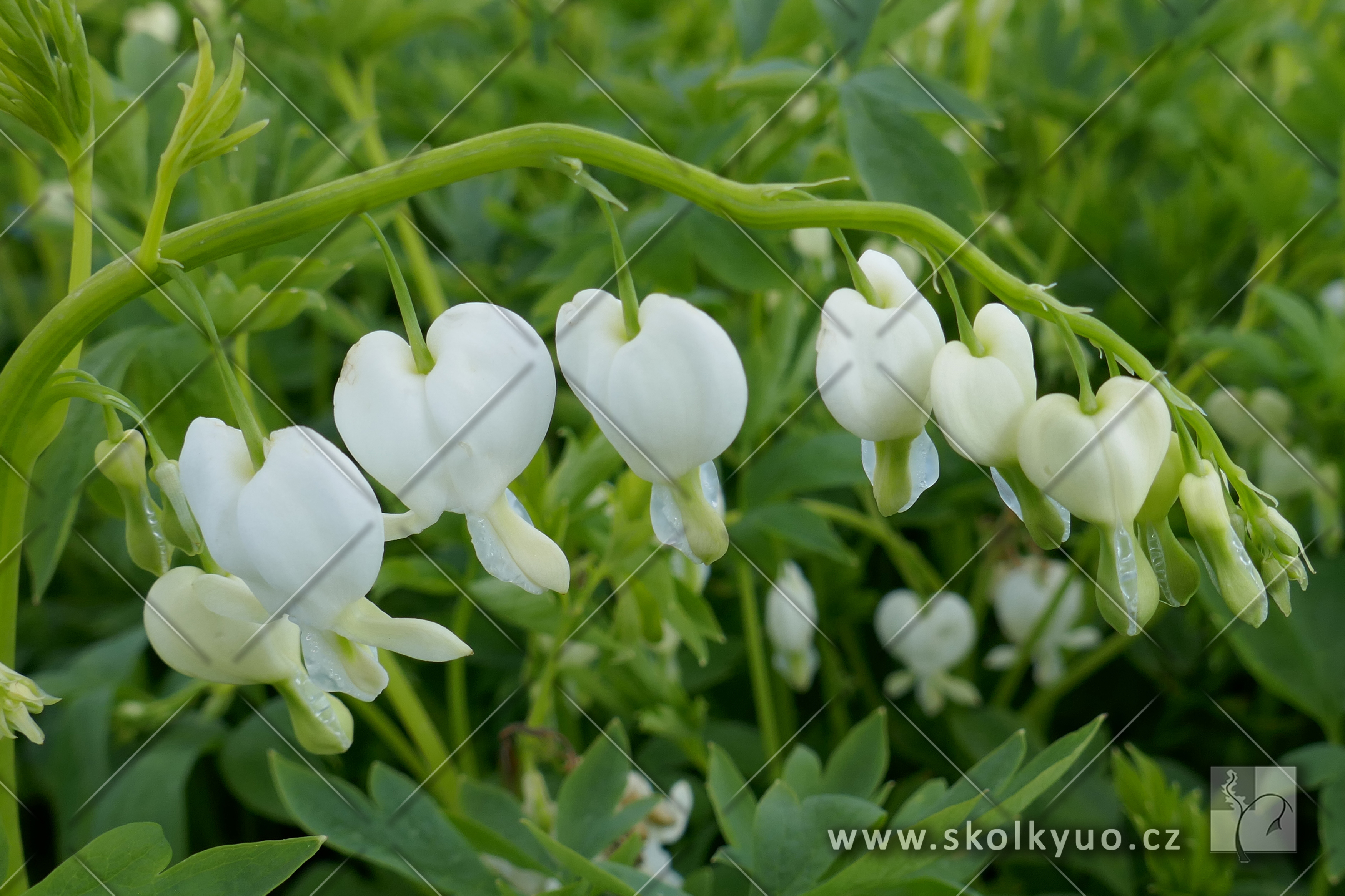 Dicentra spectabilis ´Alba´