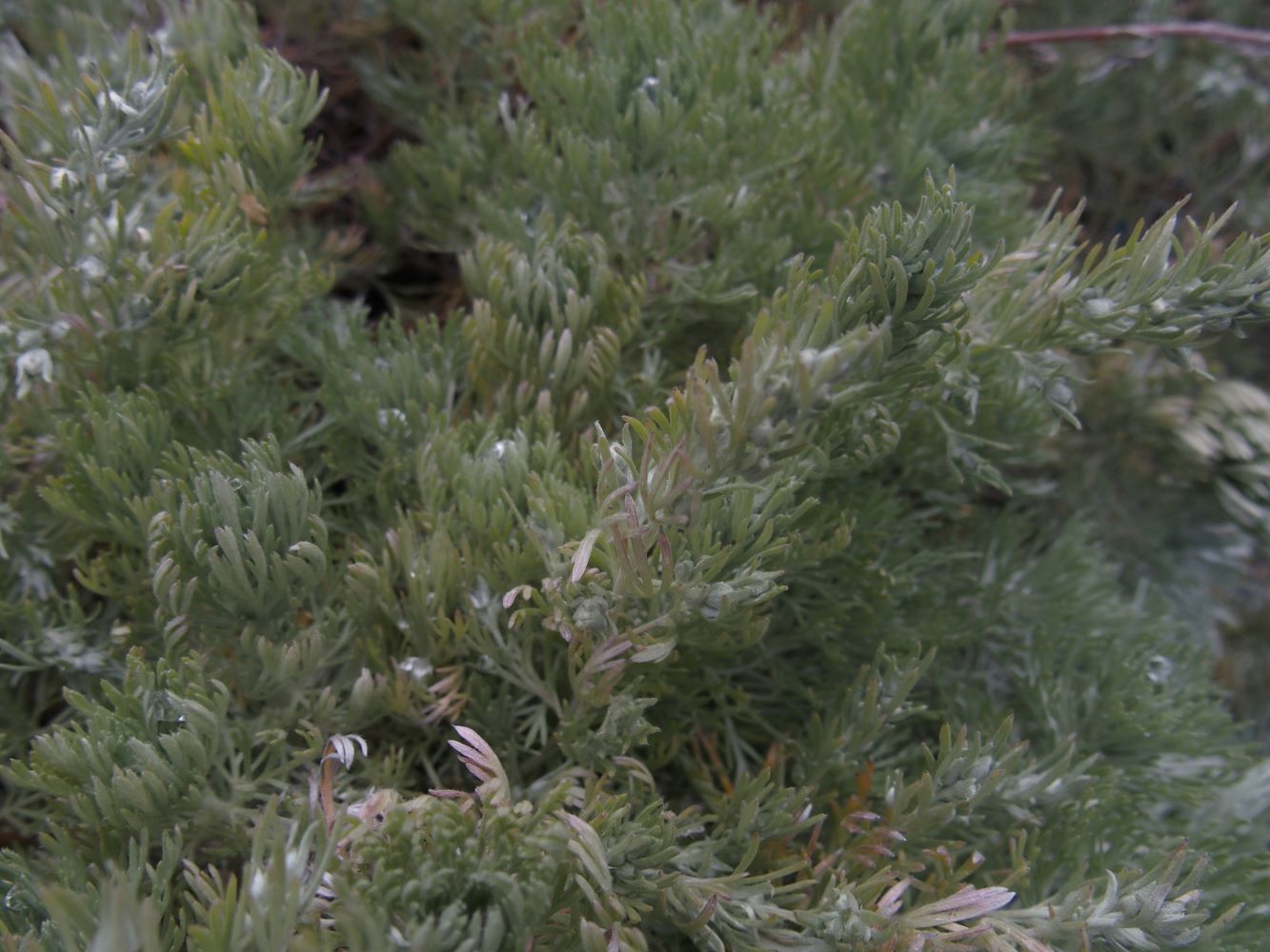 Artemisia schmidtiana ´Silver Mound´