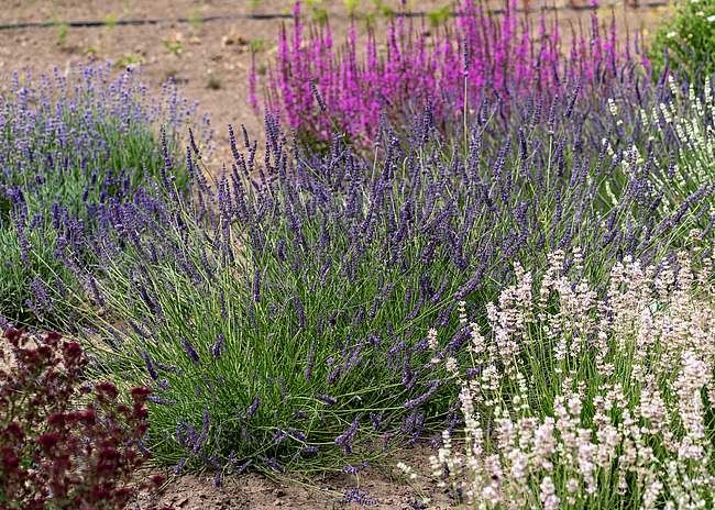 Lavandula x intermedia ´Phenomenal´