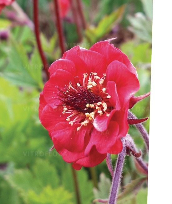 Geum x hybridum ´Flames of Passion´