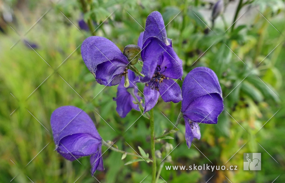 Aconitum ´Spark´s Variety