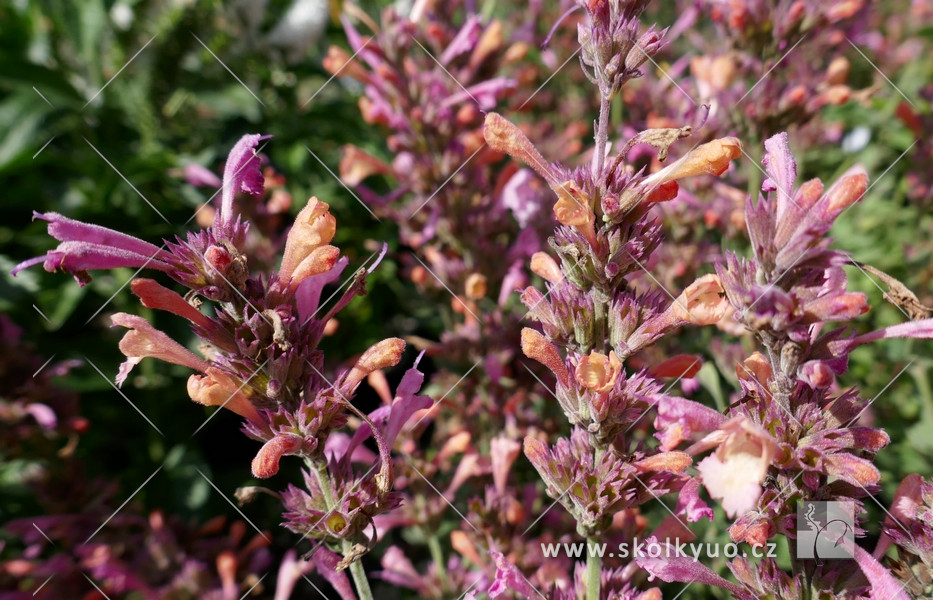 Agastache ´Kudos Ambrosia´