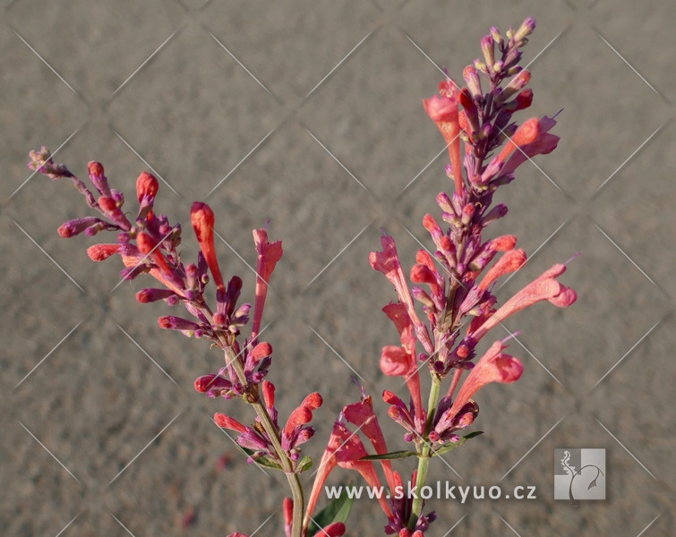 Agastache ´Kudos Coral´