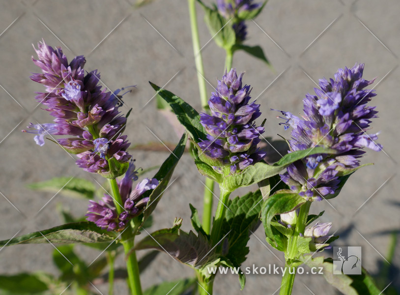 Agastache ´Black Adder´