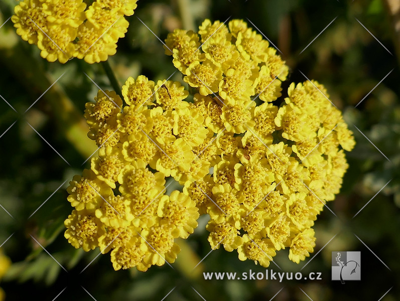 Achillea clypeolata ´Moonshine´