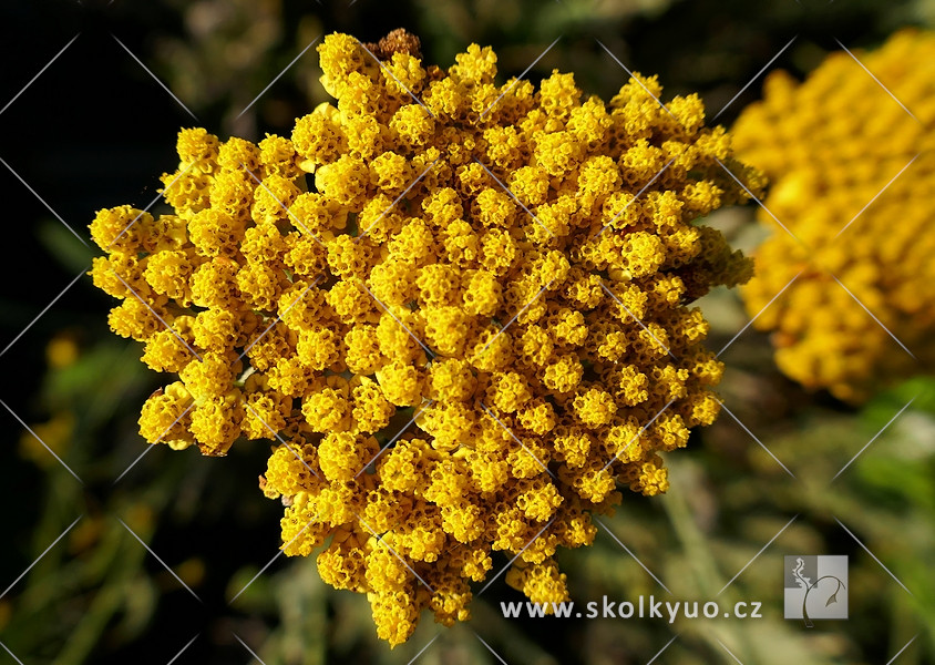 Achillea filipendulina ´Coronation Gold´