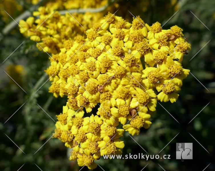 Achillea hybridum ´Little Moonshine´