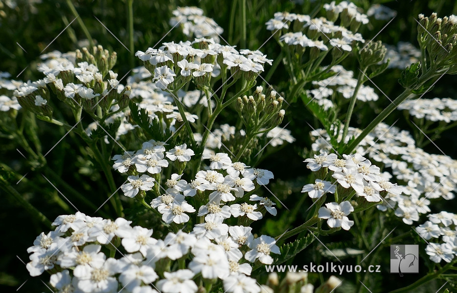 Achillea millefolium ´Schneetaler´