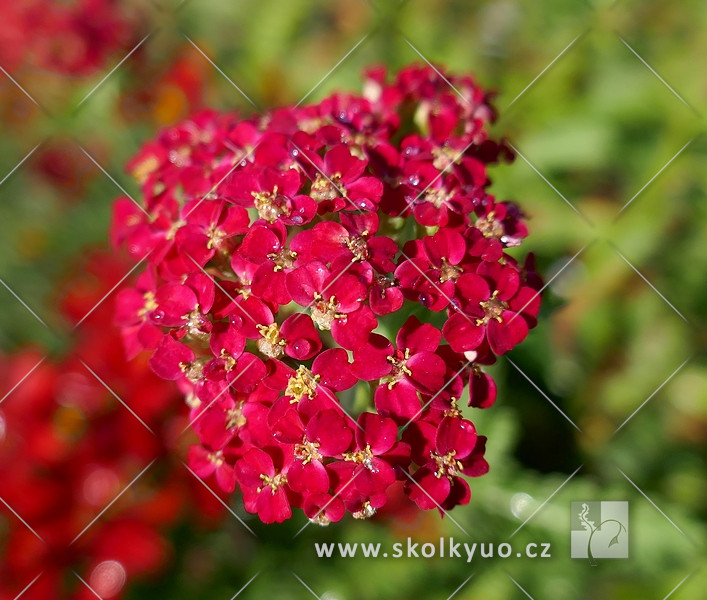 Achillea millefolium ´Paprika´