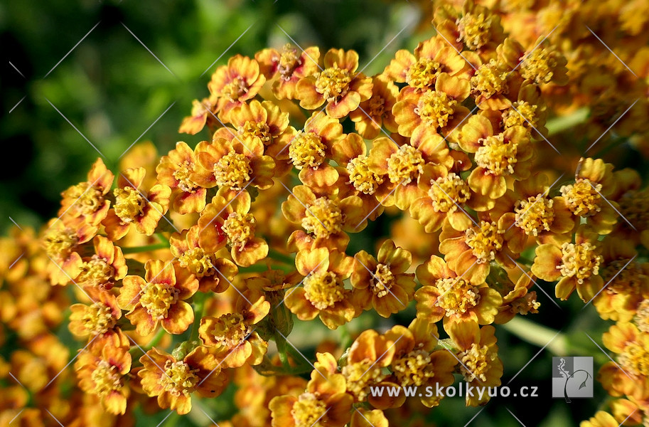 Achillea millefolium ´Terracota´