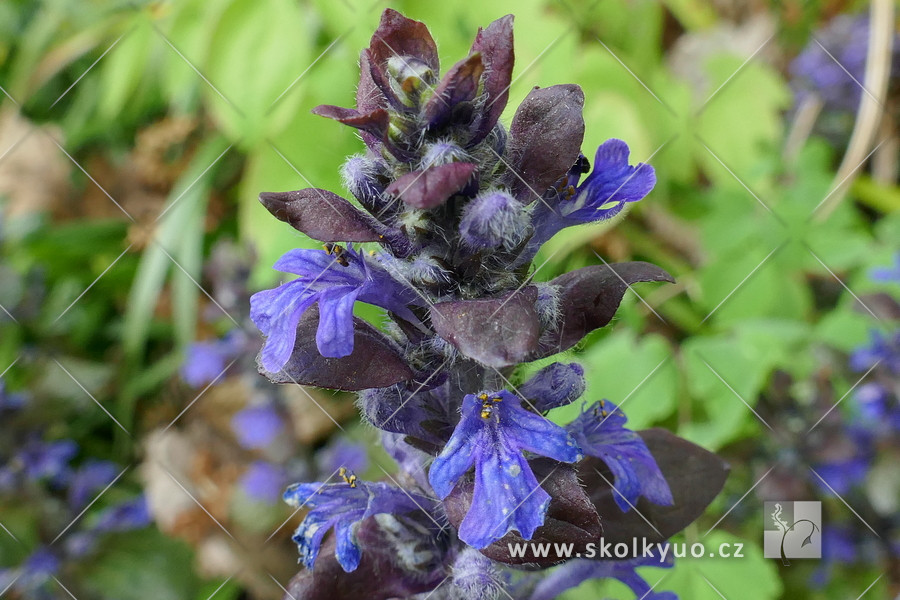 Ajuga ´Braunherz´