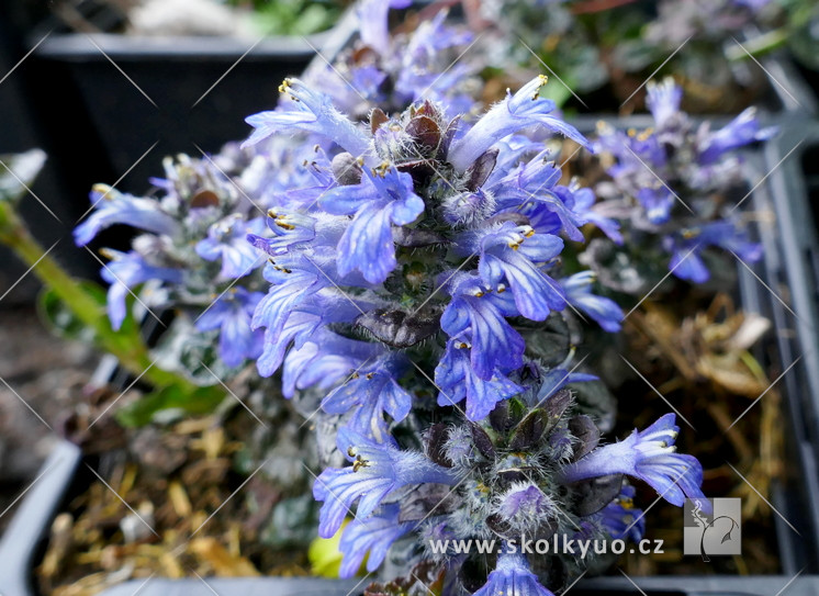 Ajuga pyramidalis ´Metallica Crispa´