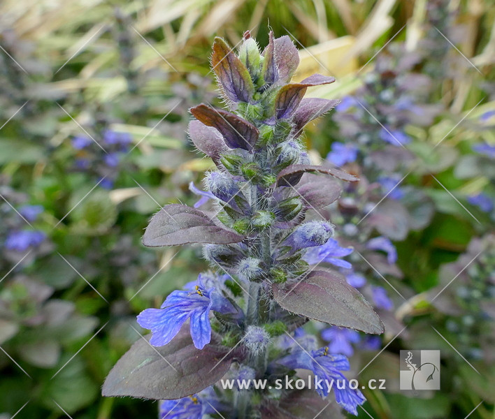 Ajuga reptans ´Atropurpurea´