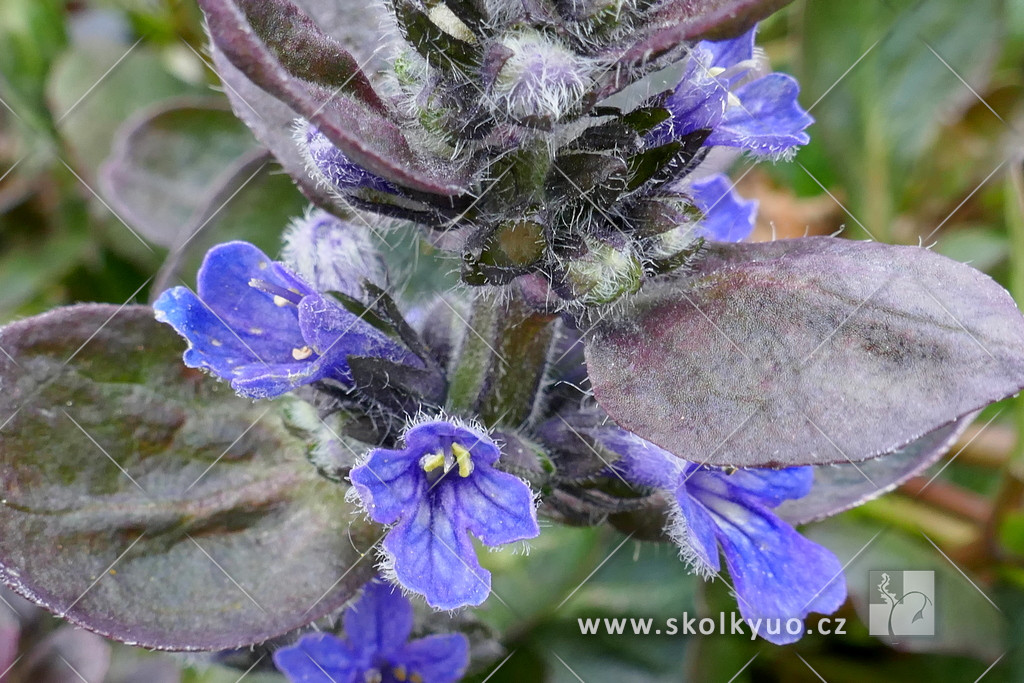 Ajuga reptans ´Catlin´s Giant´