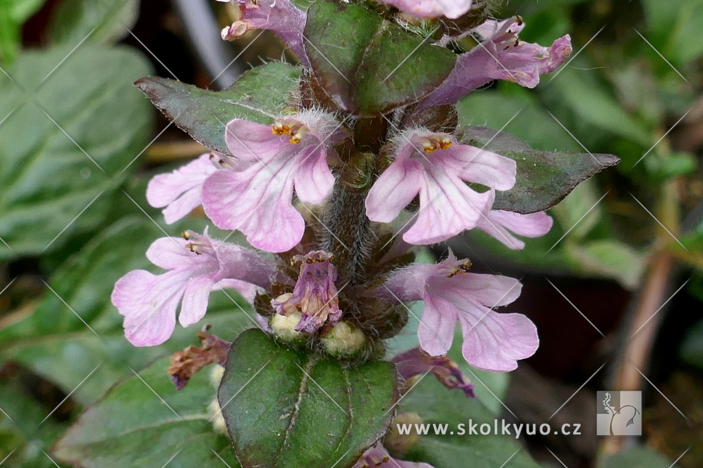 Ajuga reptans ´Purple Torch´