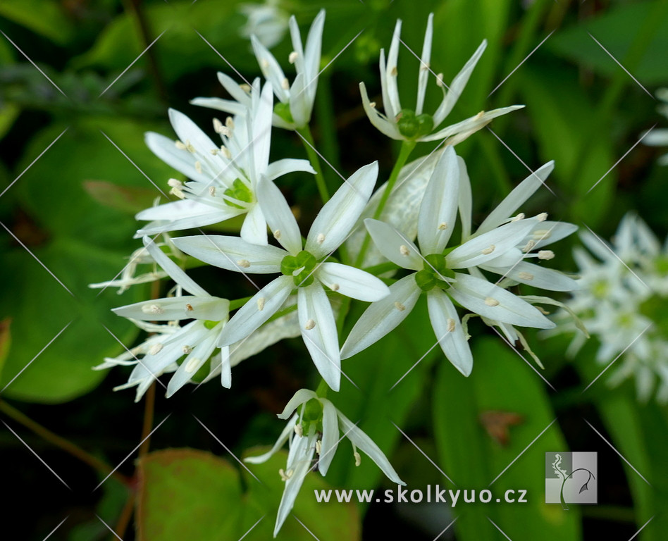 Allium ursinum (3 rostliny)